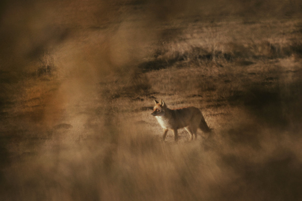 Renard roux (Vulpes vulpes) © Laurent del Fabbro